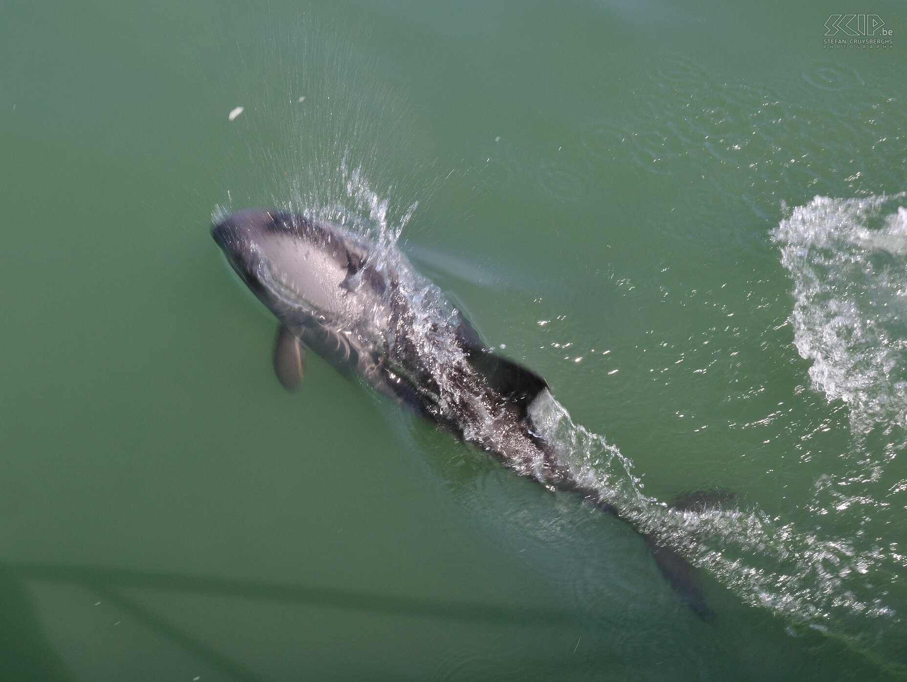 Walvisbay - Dolphin  Stefan Cruysberghs